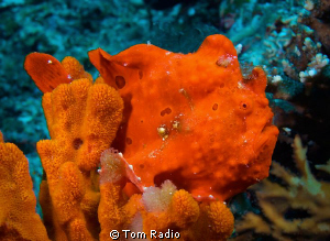 Painted Frogfish, Ambon, Indonesia by Tom Radio 